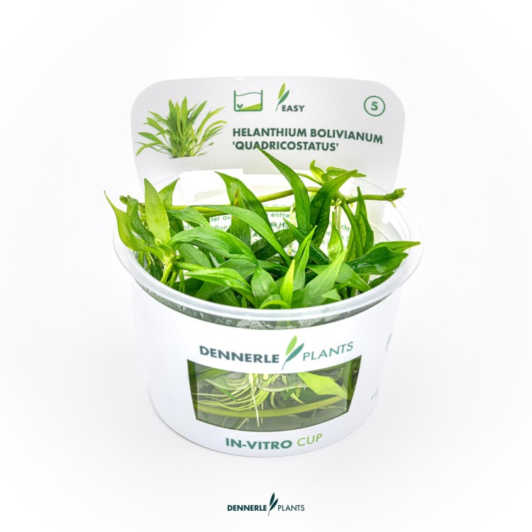 Planta acvariu Helanthium bolivianum Quadricostatus in vitro - imagine 5